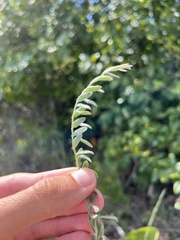 Evolvulus nuttallianus