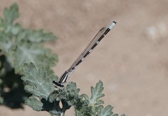 Enallagma carunculatum