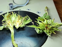 Neolasioptera helianthi