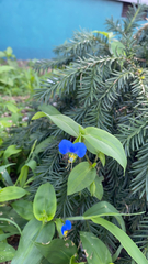 Commelina communis