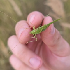 Phaneroptera falcata