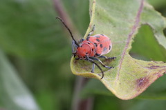 Tetraopes tetrophthalmus