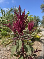 Amaranthus cruentus