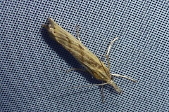 Agriphila geniculea