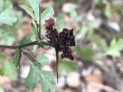 Dasineura crataegi