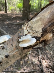 Crepidotus mollis