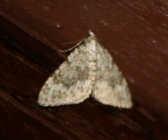 Coenotephria ablutaria