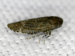 Opsiplanon luella