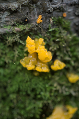 Dacrymyces