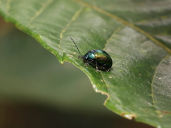 Eumolpinae