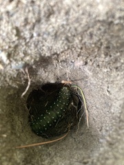 Eacles imperialis pini