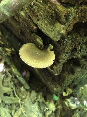 Psathyrella spintrigeroides