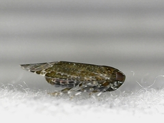 Opsiplanon luella