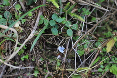 Vigna parkeri