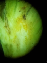 Neolasioptera helianthi