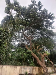 Peltophorum pterocarpum