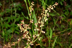 Rumex acetosella