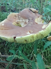 Aureoboletus innixus