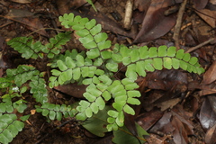 Adiantum flabellulatum