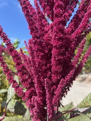 Amaranthus cruentus