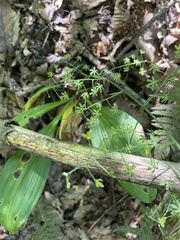 Veratrum parviflorum