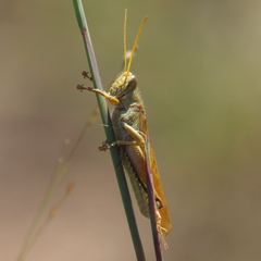 Schistocerca lineata