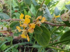 Gaudichaudia cynanchoides