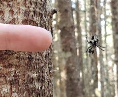 Araneus nordmanni