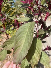 Amaranthus cruentus