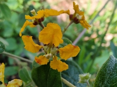 Gaudichaudia cynanchoides