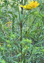 Bidens polylepis
