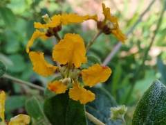 Gaudichaudia cynanchoides