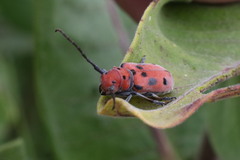 Tetraopes tetrophthalmus