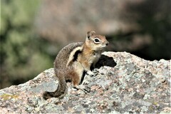 Callospermophilus lateralis