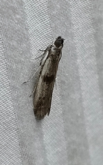 Phycitini