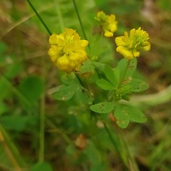 Trifolium aureum