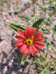 Zinnia peruviana