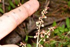Rumex acetosella
