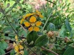 Gaudichaudia cynanchoides