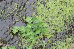 Pistia stratiotes