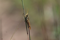 Schistocerca lineata