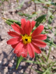 Zinnia peruviana