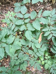 Ulmus glabra