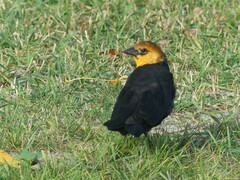 Xanthocephalus xanthocephalus