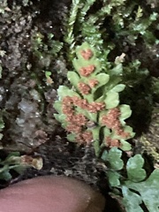 Asplenium montanum