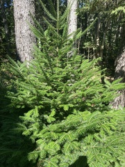 Abies balsamea