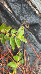 Euphorbia hirta