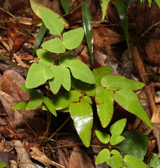 Osmunda japonica