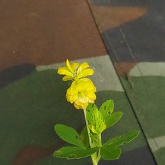 Trifolium aureum