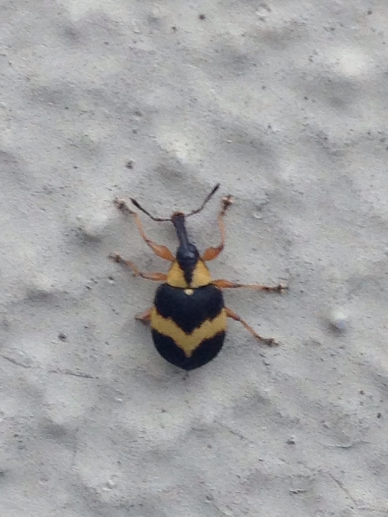 Anchylorhynchus variabilis